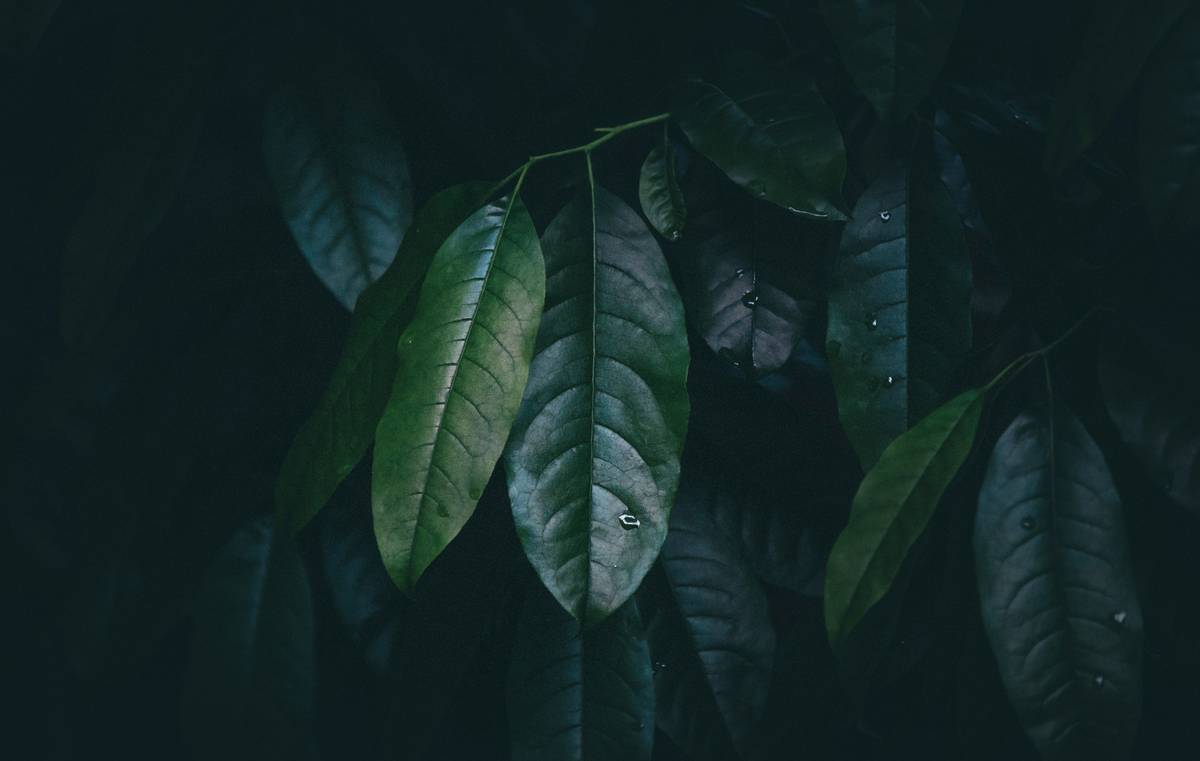 Smarter Living Air Freshener: Ditch the Toxins, Breathe Easy & Actually Smell Like Nature