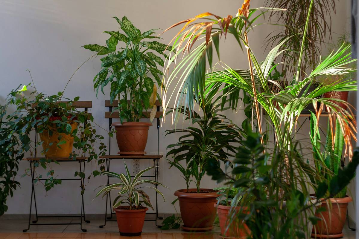 Why Your Home Smells Like Regret—And the Best Eco Friendly Option Natural Air Freshener to Fix It