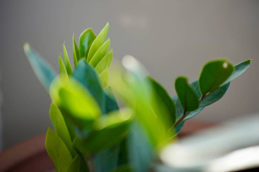 Why Your “Fresh” Home Might Be Poisoning the Air—And How to Switch to a Truly Environmentally Friendly Air Freshener