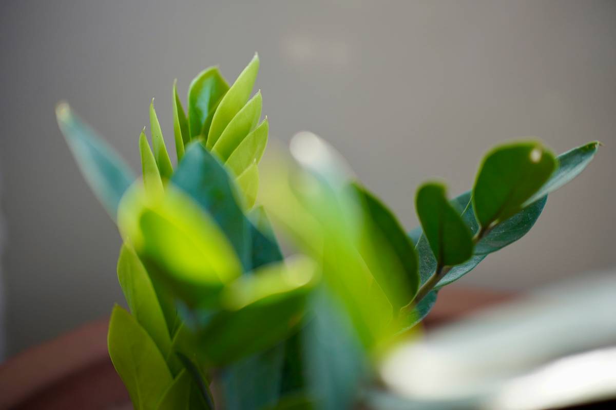 Why Your “Fresh” Home Might Be Poisoning the Air—And How to Switch to a Truly Environmentally Friendly Air Freshener